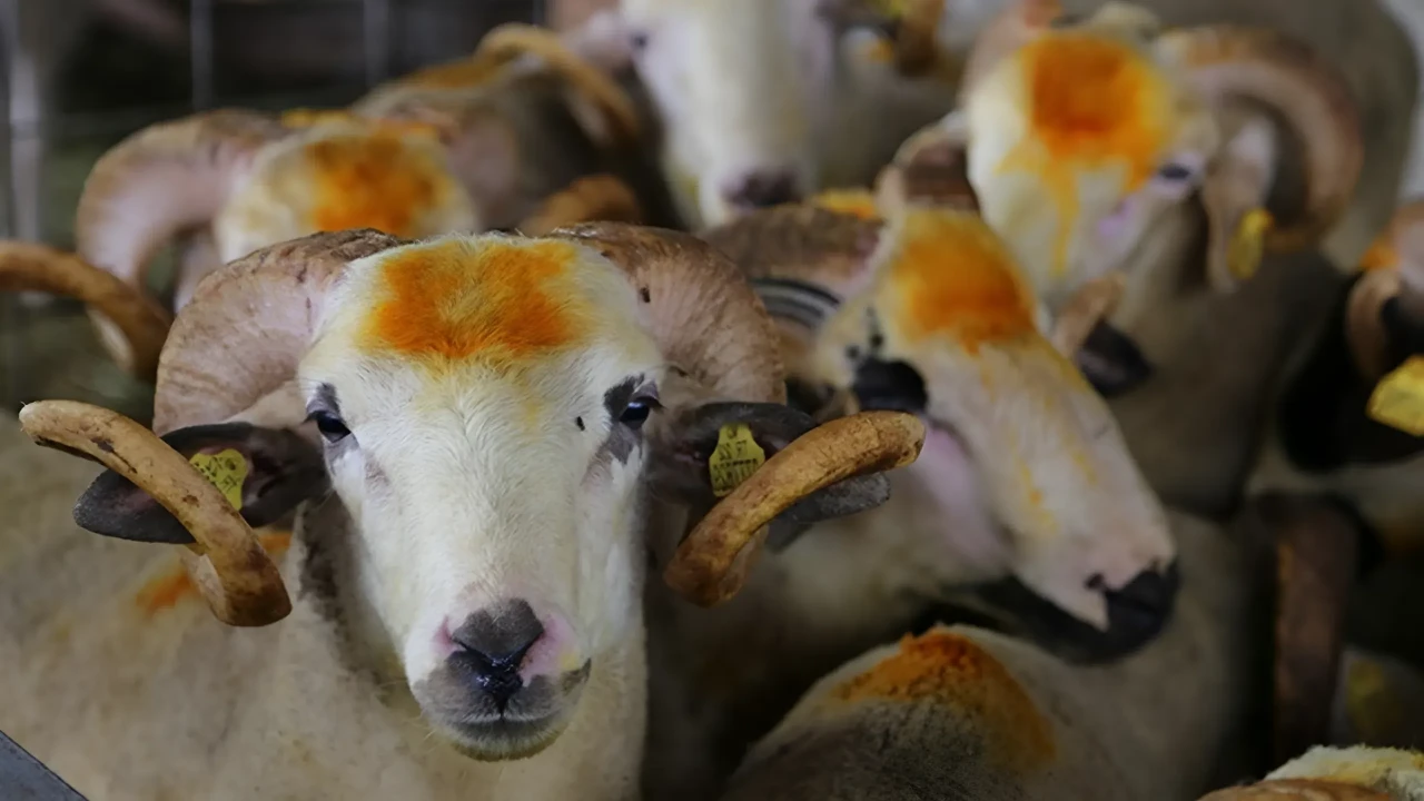 Vekaletle Kurban Kesilir mi, Vekalet Nasıl Verilir? 2025 Yılı Diyanet Vekaletle Kurban Kesim Bedelleri