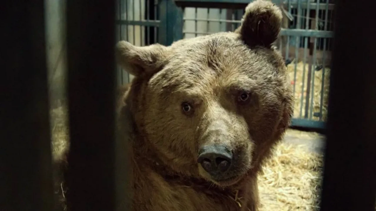 Yıllarca kafeste hapsedilen üç boz ayısı kurtarıldı, yeni hayatlarına adım attılar!