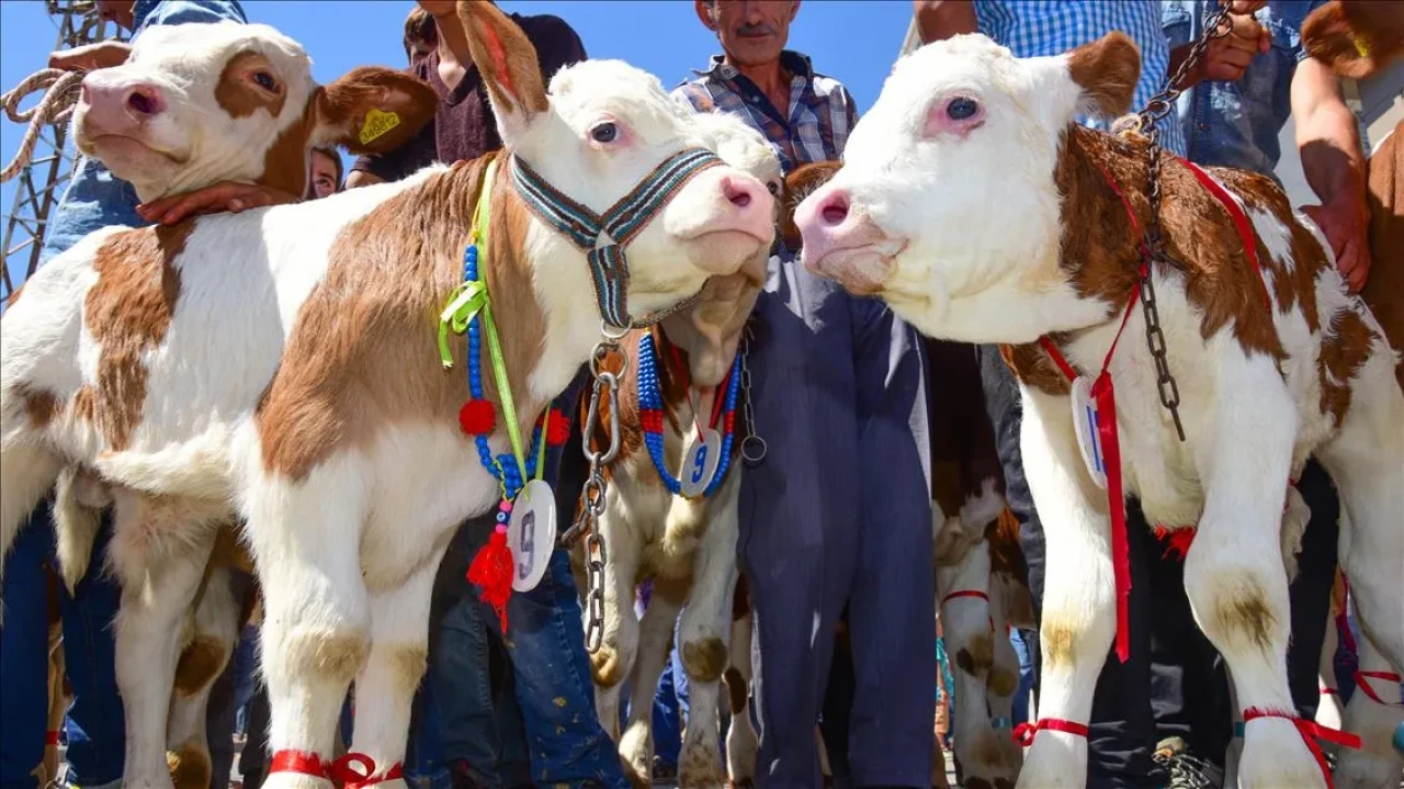 Bakan Yumaklı duyurdu: 3 milyar 305 milyon 657 bin TL buzağı destekleme ödemesi bugün hesaplarda