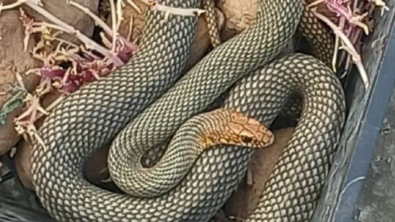 Ölü Yılanı Çıkarıp Servise Devam Ettiler: Hindistan’da 100 Çocuk Hastaneye Kaldırıldı