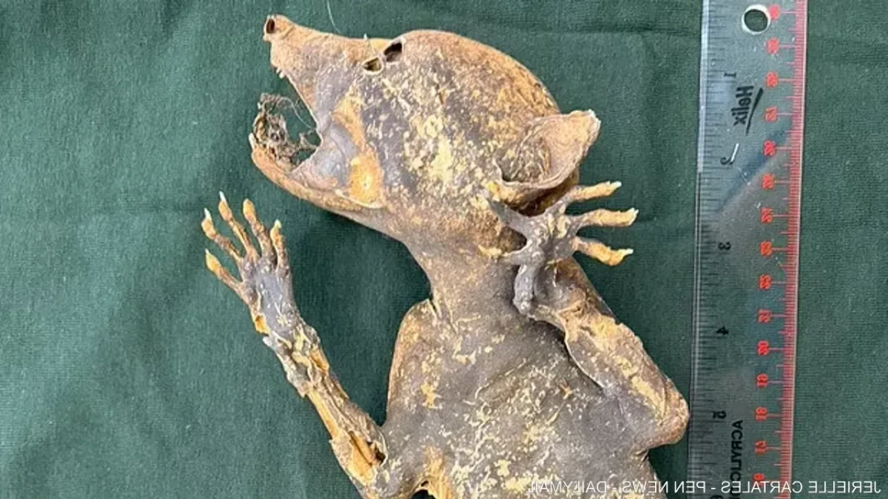 Kapakabra: İnsan Elleri Olan Esrarengiz Varlık