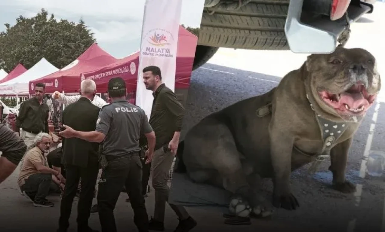 Malatya’da Festivalde Dehşet! Başıboş Pitbull Kadına Saldırdı