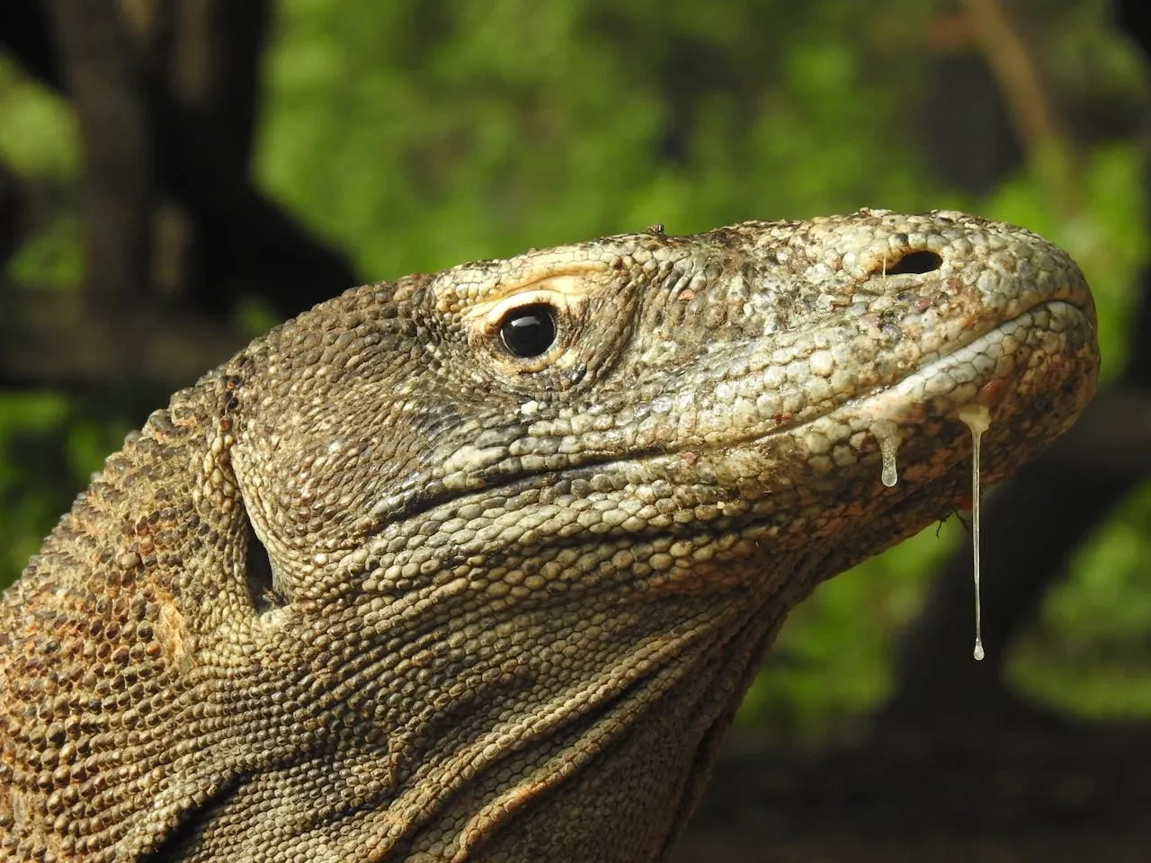 Dünyanın en tehlikeli hayvanı: Sadece 5 adada yaşıyor ama tehlikede