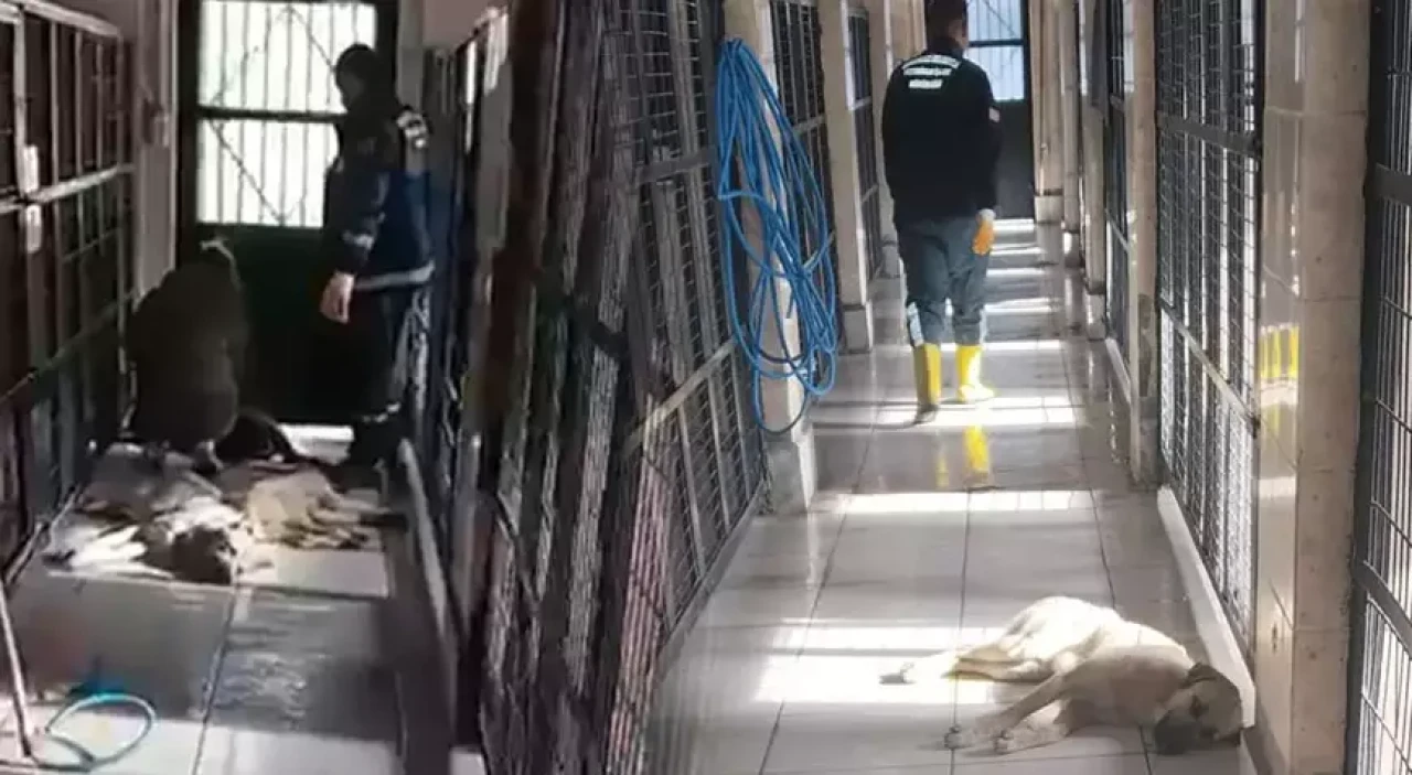 Sosyal Medyada Patlayan İddia: Barınakta Hayvanlar Uyutuldu mu?