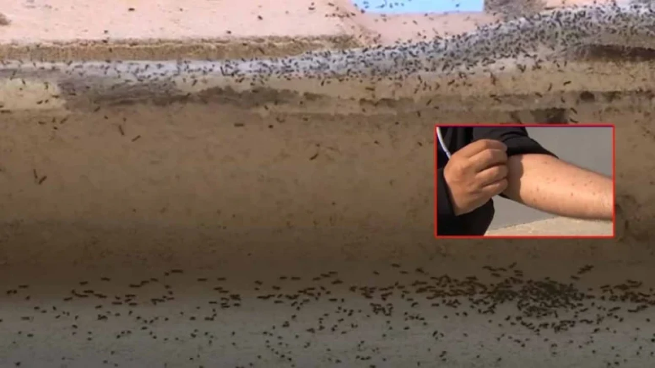 Evlerin İçine Girdiler! Fransa’da Tırtıl Dehşeti Giderek Büyüyor