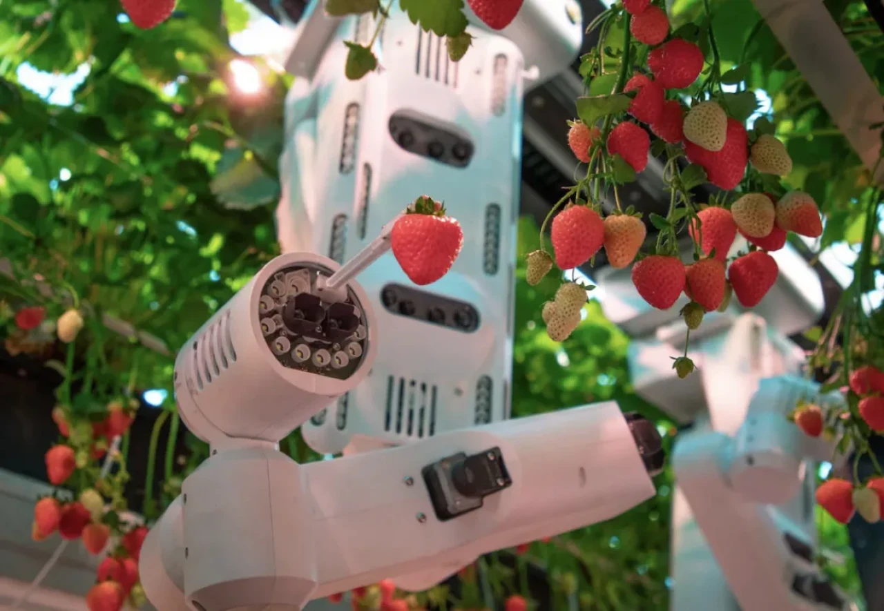 İngiltere'de Tarımda Sessiz Devrim: Çilek Hasat Robotları, Yabancı İşçileri Tehdit Ediyor