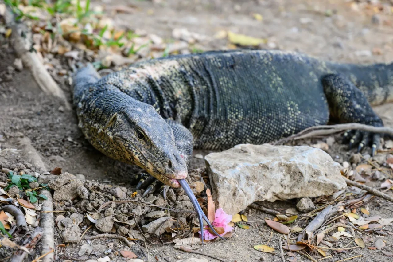 Tayland’da Vahşet: Dev Kertenkele Bebeği Parçaladı