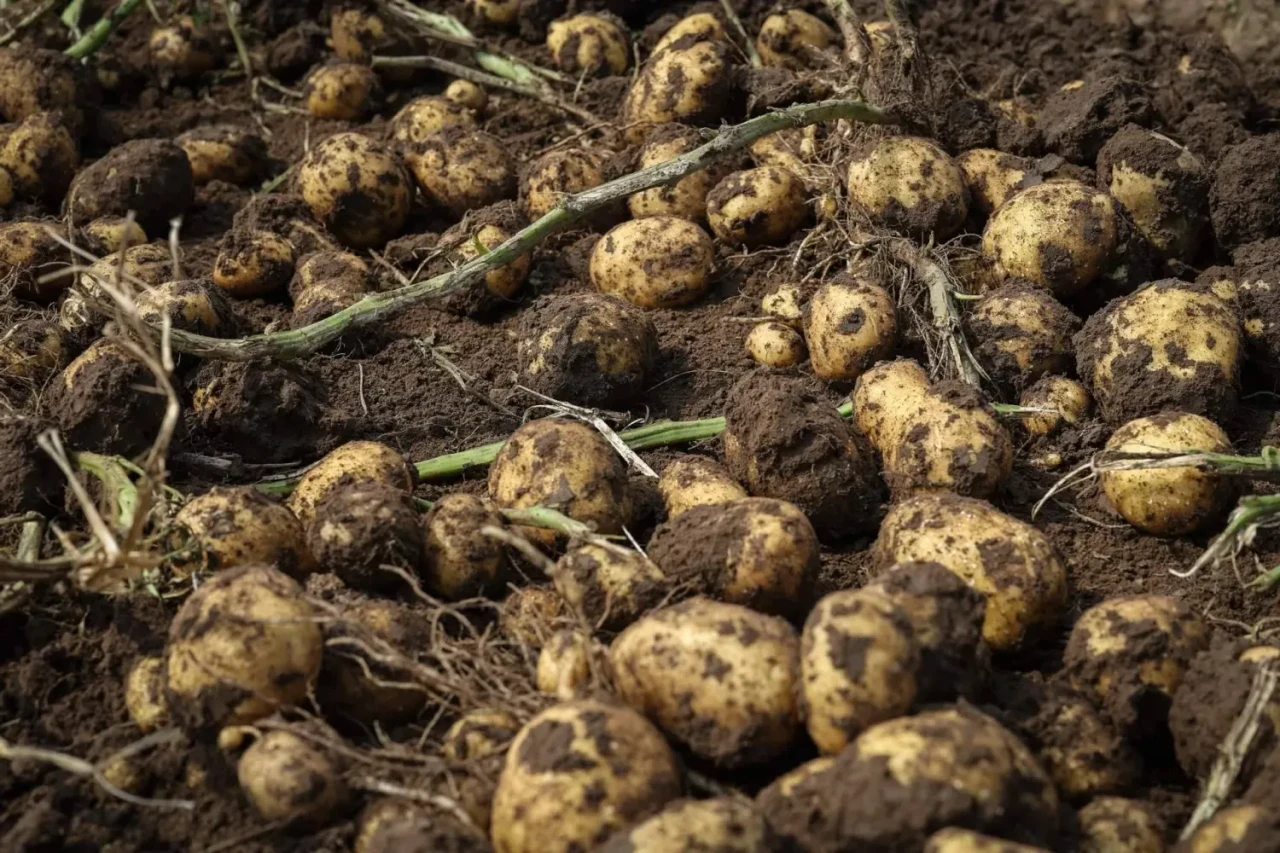 Patates: Kötü Ün, Sağlıklı İçerik