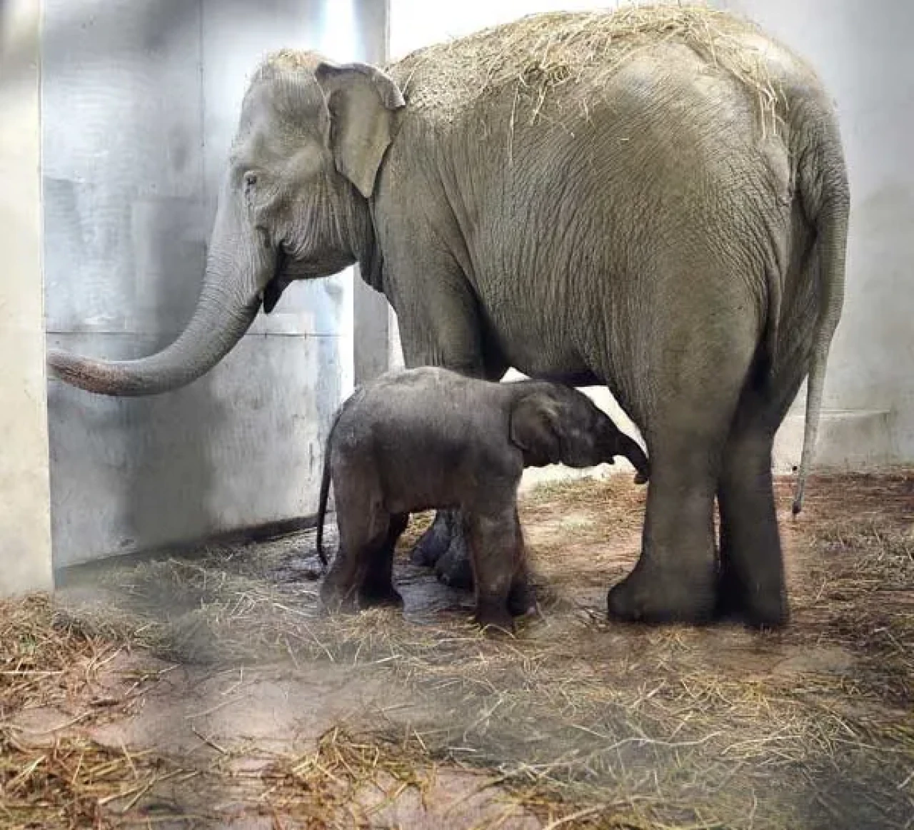 Malezya’da Hayvan Trafiği Alarm Veriyor: Binlerce Can Yolda Kayboldu