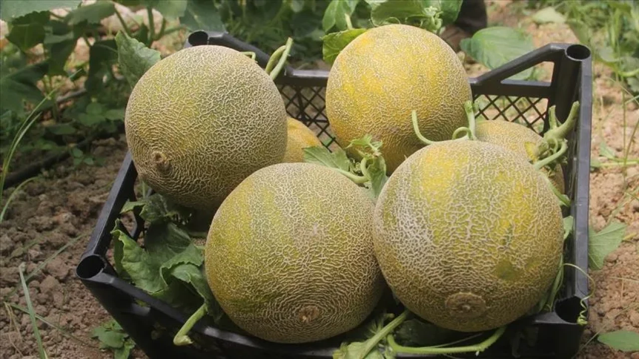 Çok az kişi biliyor: Kavun altın gibi parlıyor ve sapı kopuyorsa...