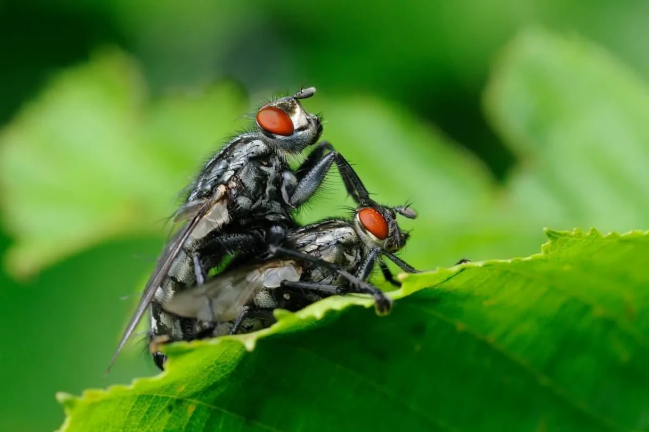 Bahçedeki sineklerden nasıl kurtulurum? Bunu yapın rahat edin