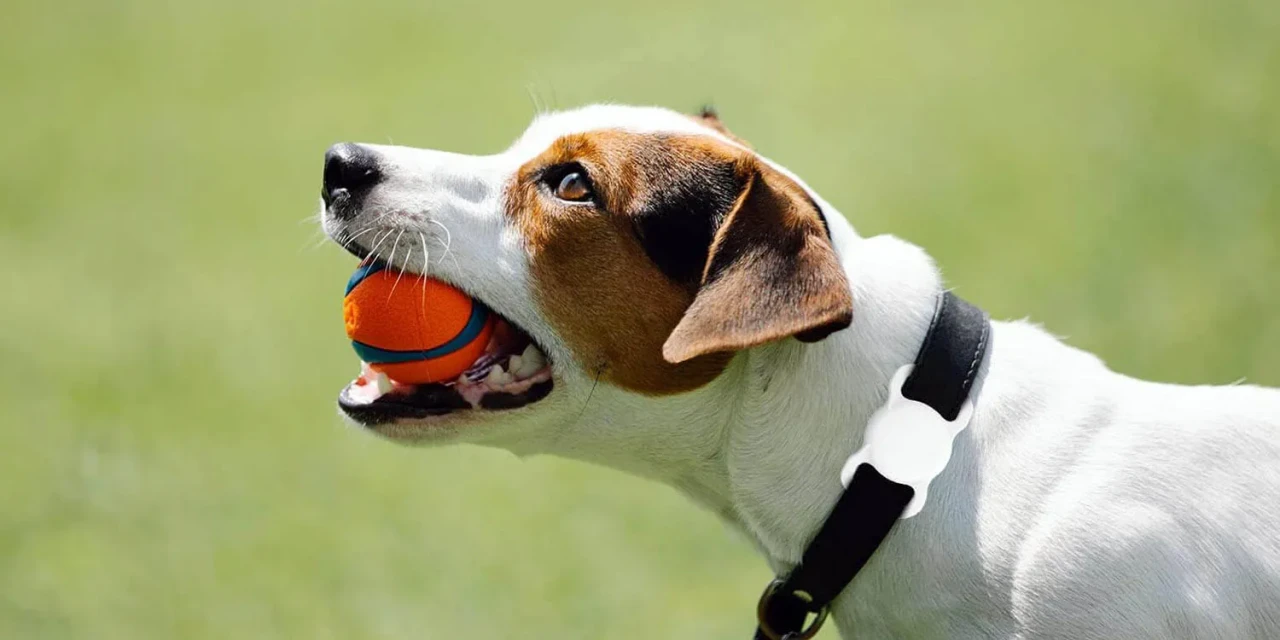 AirTag Sayesinde Kaybolan Köpek Sahibine Kavuştu: Pil Seviyesini Takip Etmeyi Unutmayın!