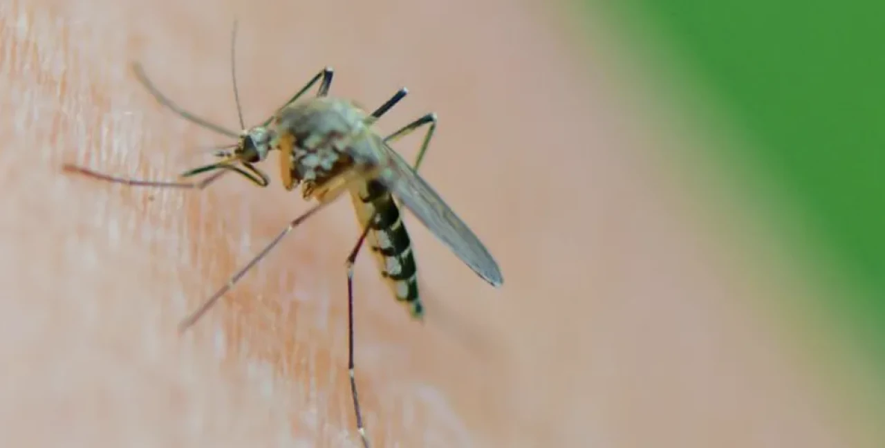 Sivrisinekte Batı Nil Virüsü!