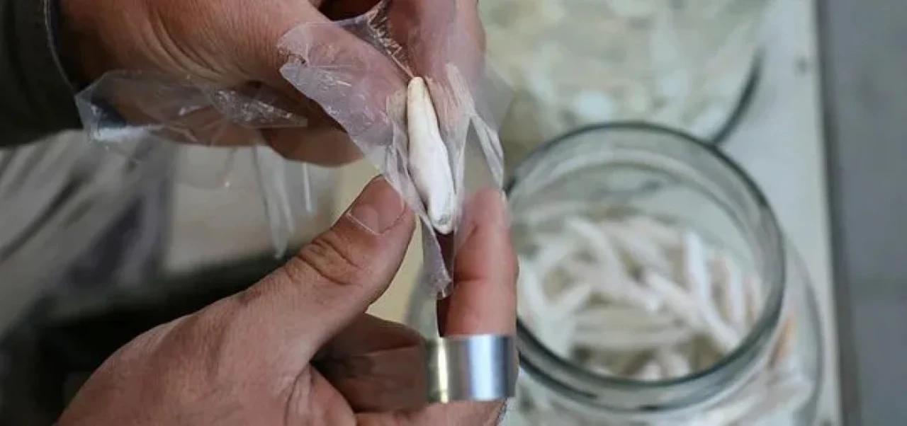 Altın değerinde doğal şifa: Kilosu 12 bin TL'ye dayandı! Faydaları saymakla bitmiyor