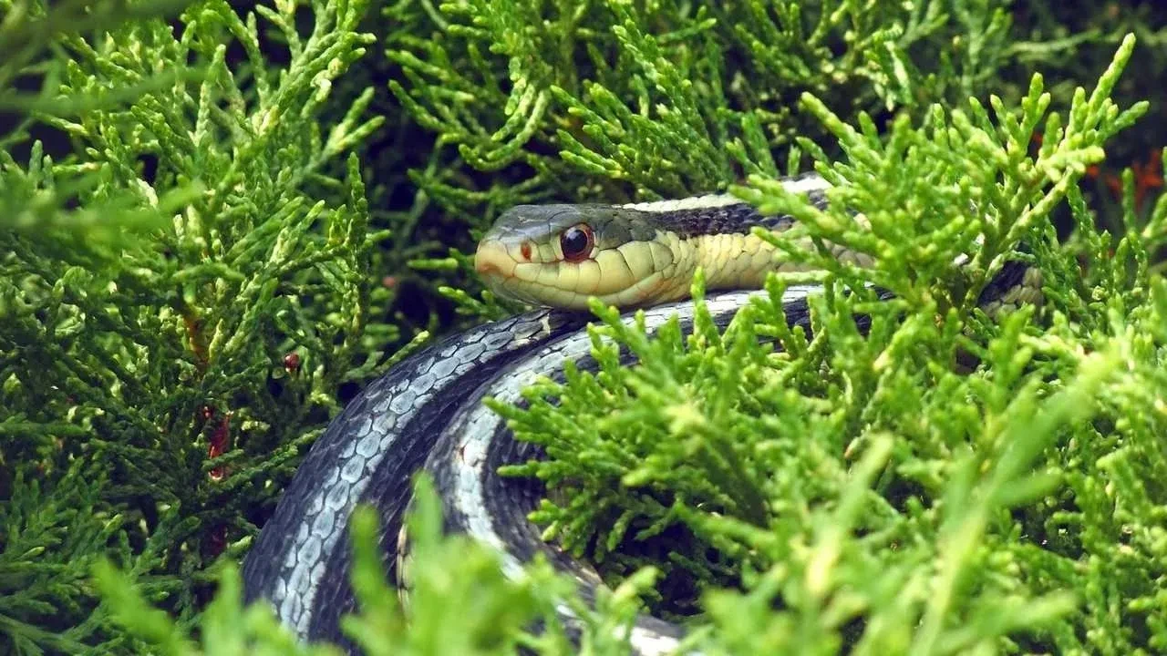 Bahçede yılan görmenin gerçek anlamı ortaya çıktı! Sadece tesadüf değilmiş…