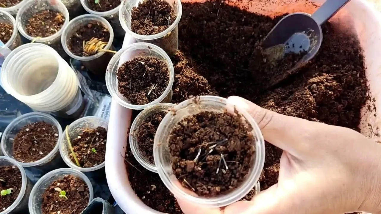 Bahçeye toprak altına bunu ekin: Sivrisinek, böcek, hatta yılan bile yaklaşamayacak!