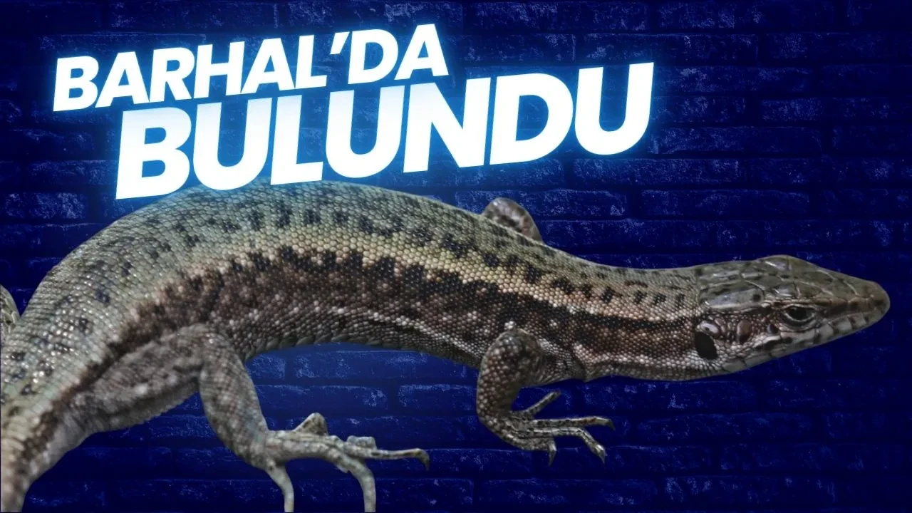 Türkiye’de yeni bir tür kertenkele keşfedildi! İşte ismi