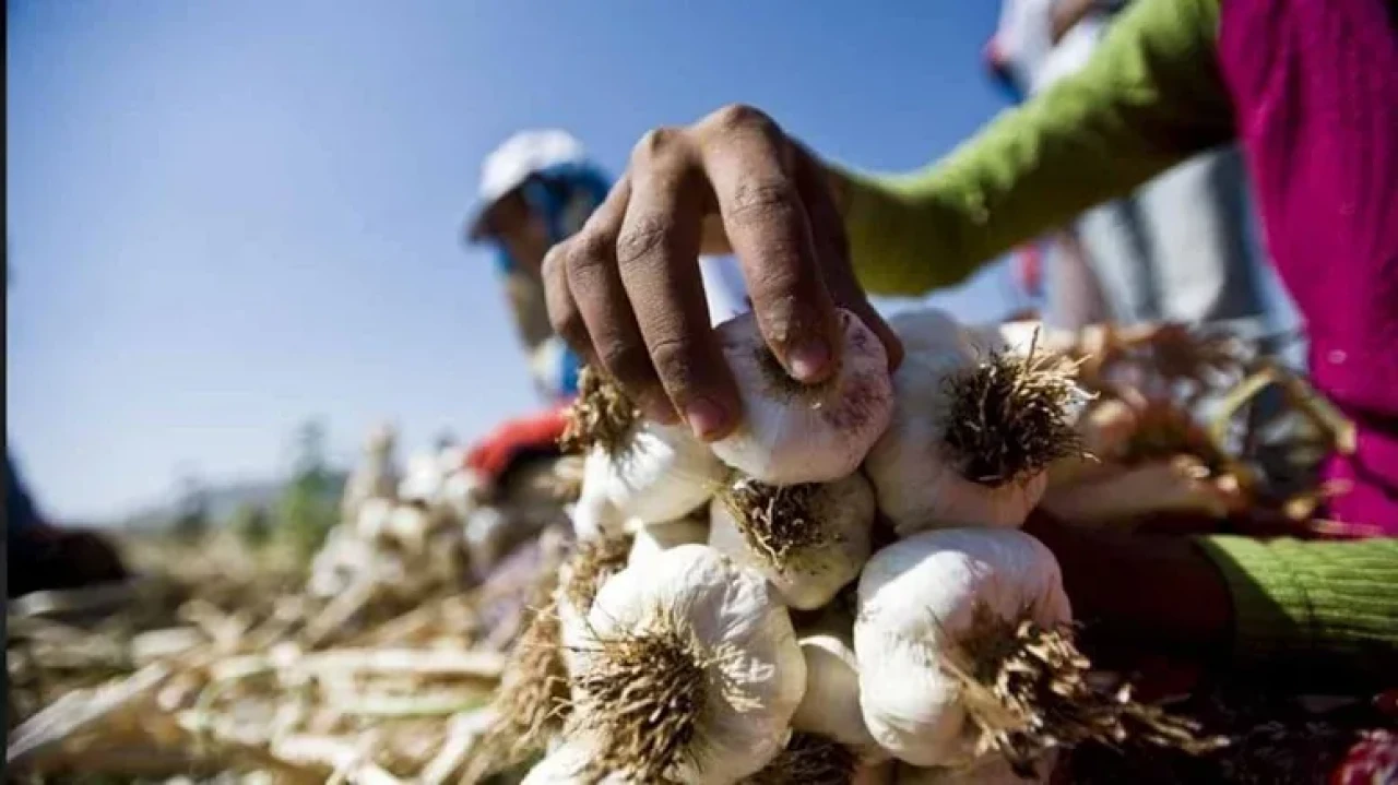 Çöpe attığınız sarımsak kabuğu, zararlıları uzaklaştırıyor, toprağı güçlendiriyor!