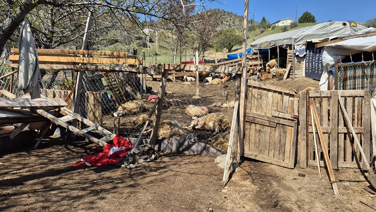 Kırıkkale’de Kurt Dehşeti! 25 Küçükbaş Telef Oldu, 6’sı Yaralı