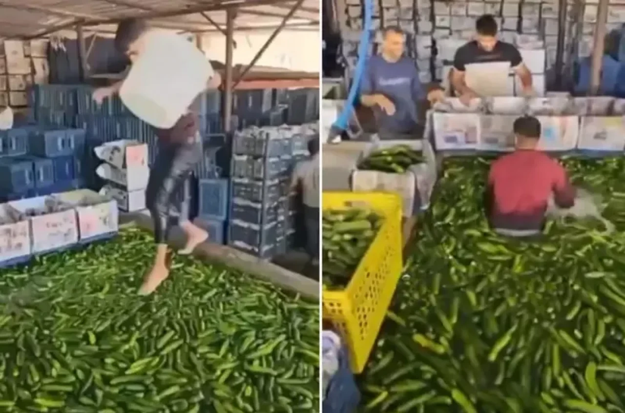 Gıda güvenliği tartışması: Salatalık havuzunda skandal anlar