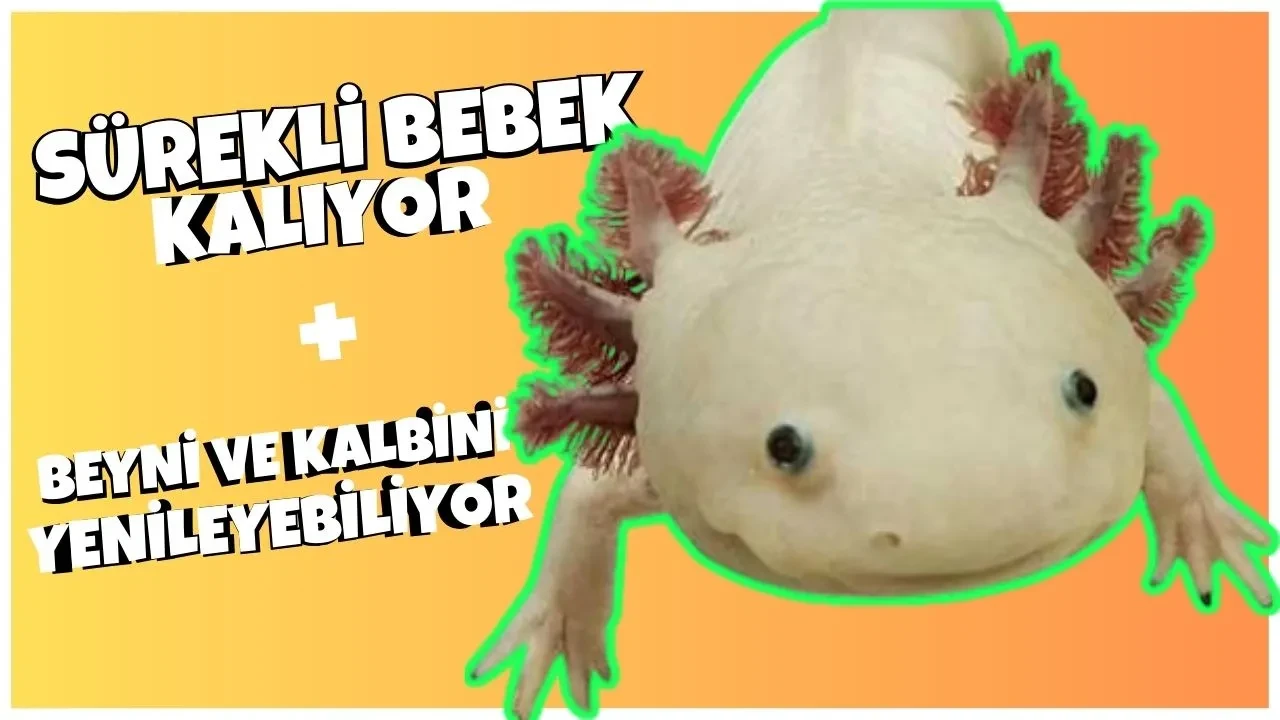 Ömür boyu bebek kalan bu hayvan kaybettiği tüm organlarını yenileyebiliyor!