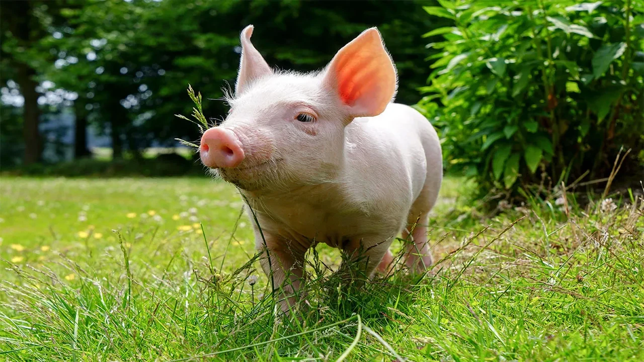 Domuz etinin en çok satıldığı 6 şehir şaşırttı! Bakanlık listeyi açıkladı