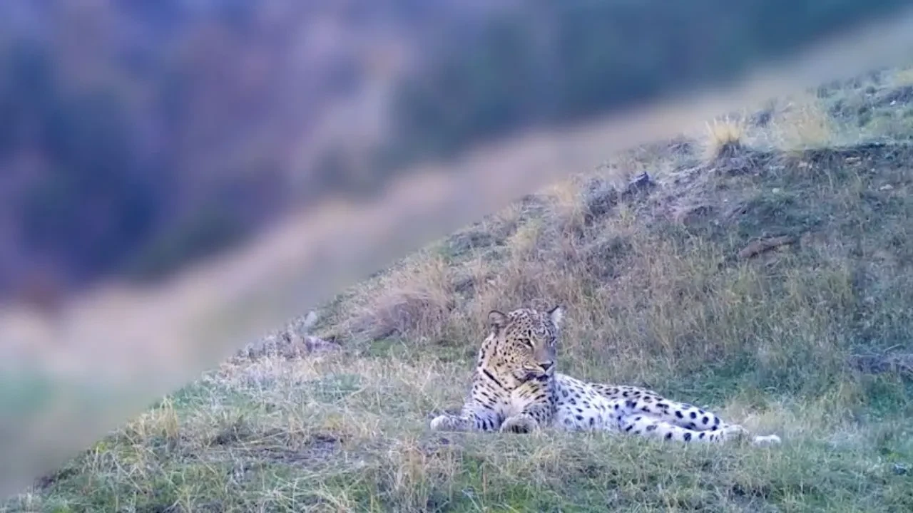 Anadolu'da yeniden görüntülendi: İşte 1000 yıllık efsanenin en net görüntüsü