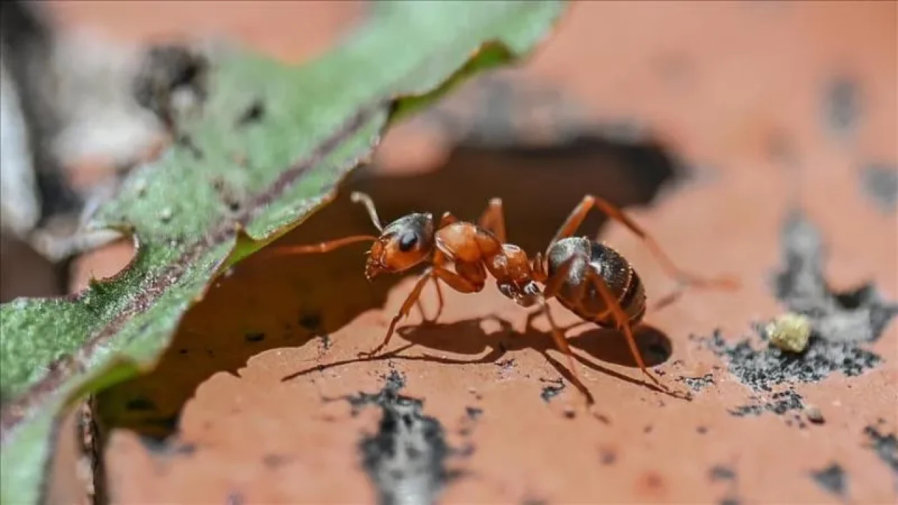 Afrika’dan Avrupa’ya Karınca Kaçakçılığı: Belçikalı Gençler Yakalandı!