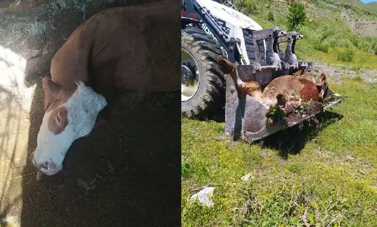 Yoksulluğun İçinde Bir Umuttu O İnek… Şimdi Geride Sadece Gözyaşı Var