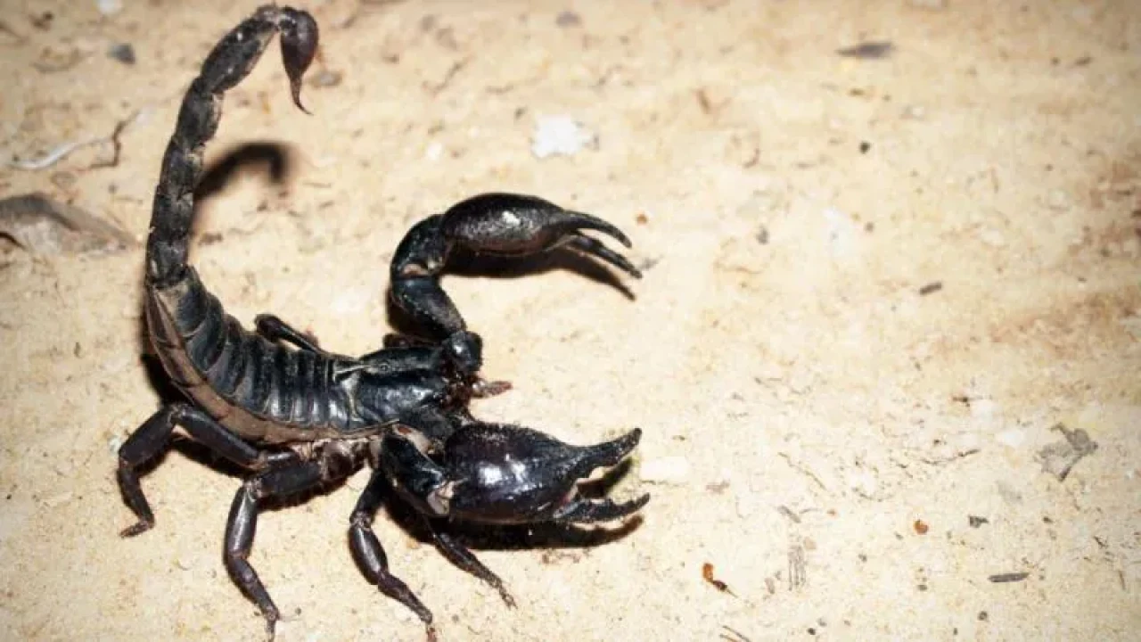 Akrep İstilası Alarmı: Uzmanlar 2 Milyon Yeni Vakaya Hazırlık Yapıyor