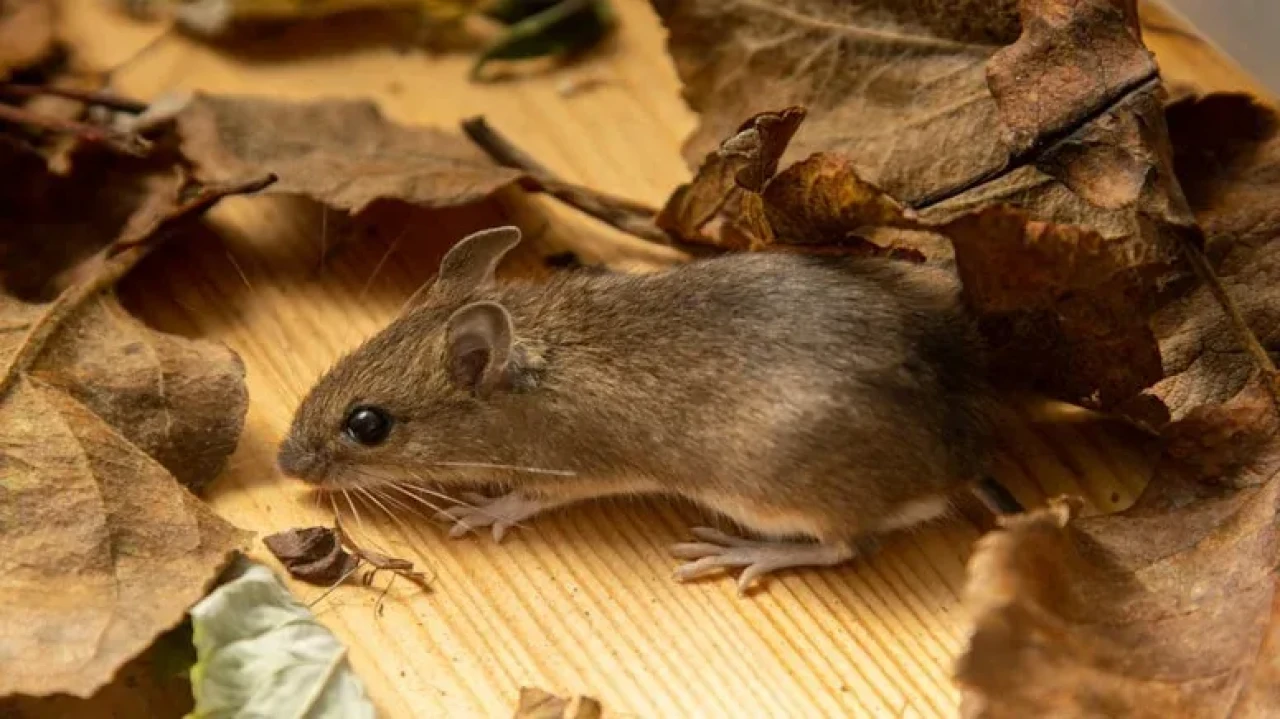 Bahçenize gece bıraktığınız o masum şey aslında bir fare mıknatısı olabilir!