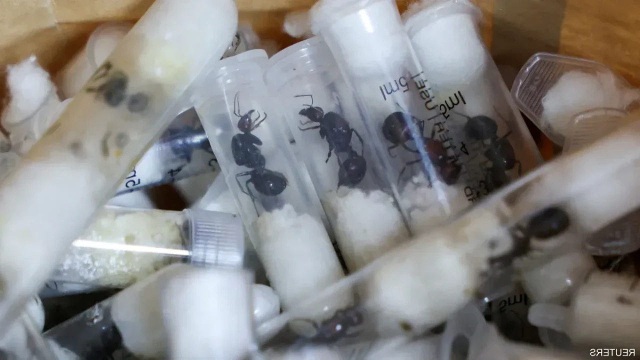 Karınca Ticareti: Şaka Gibi Suç, Gerçek Gibi Ceza