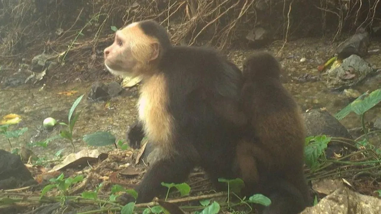 Panama'daki Kapuçin Maymunları Arasında "Yavru Kaçırma Modası" Neden Yaygınlaşıyor?