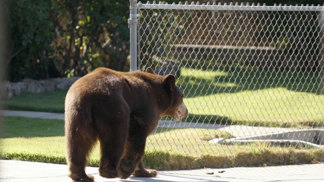 ABD’de Şoke Eden Olay: Ayı, 89 Yaşındaki Adamı Öldürdü