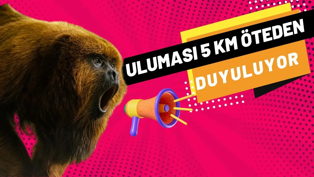 Ormanların doğuştan maratoncusu! Uluması 5 km uzaktan duyuluyor, peki neden?