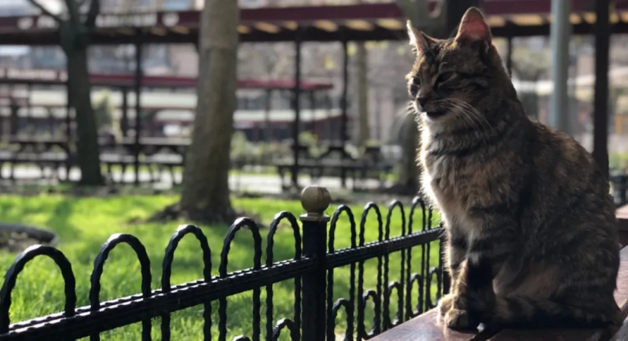 Zonguldak’ta Tüyler Ürperten Olay: Kediler Bilinçli Şekilde Öldürüldü