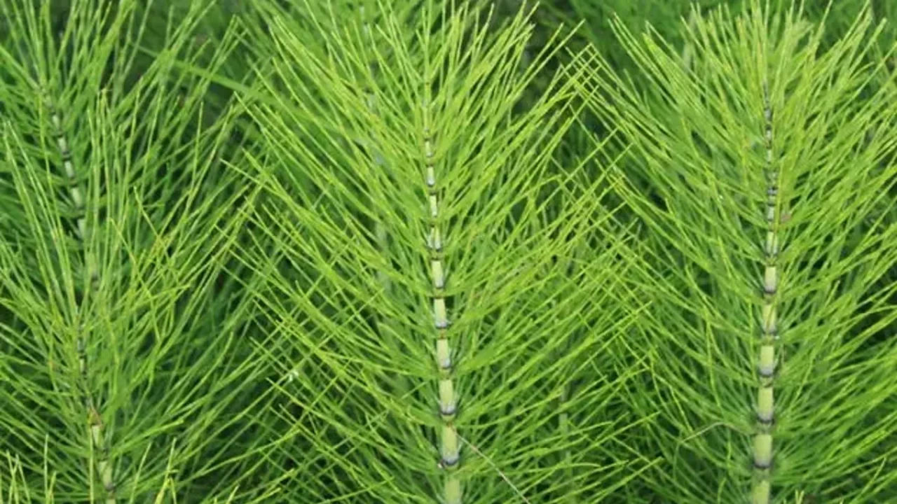 Dere kenarında yetişiyor içinde silikon var bir kaşık suyunu içenin kemiklerini çakı gibi yapıyor