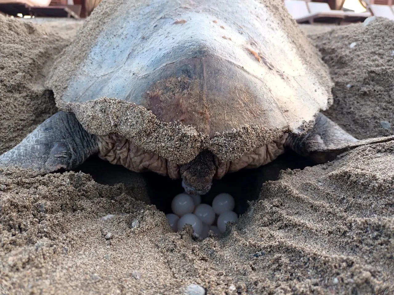 Antalya Belek’te Caretta Caretta Sezonu Başladı! İlk Yuvalar Tespit Edildi