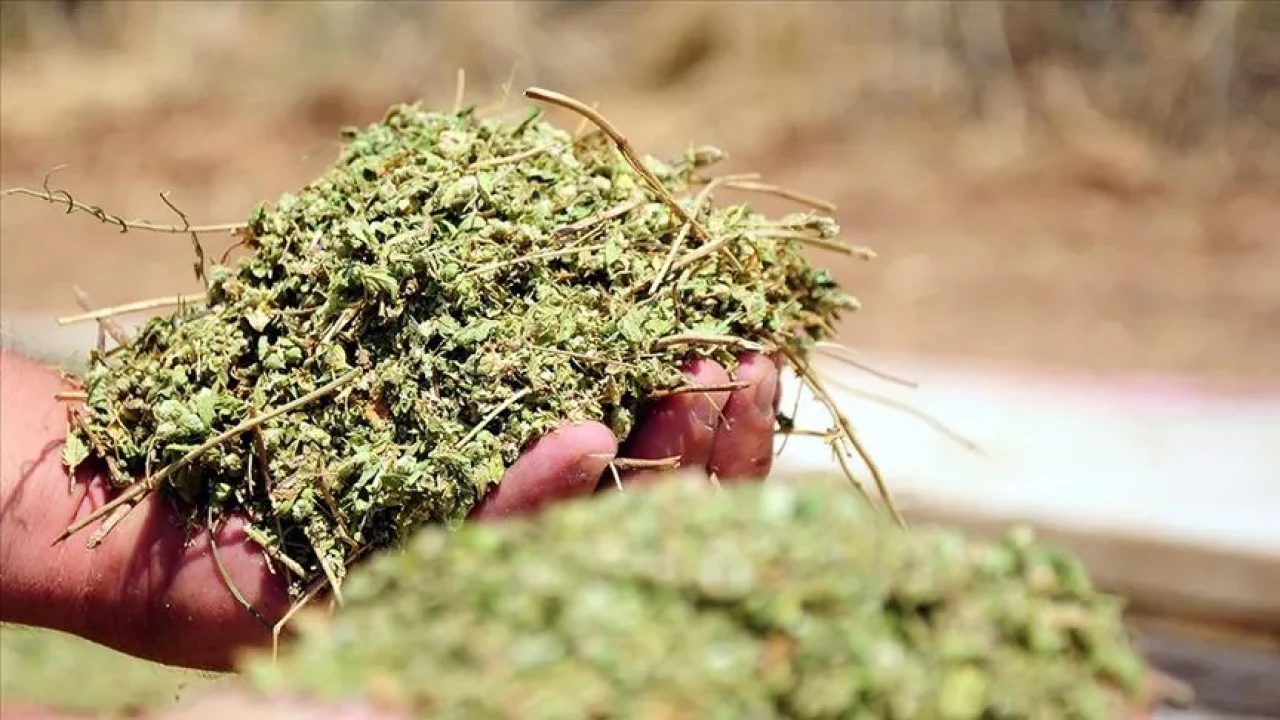 Kuraklığa meydan okuyor: Bu bitkiler ile suya veda edin