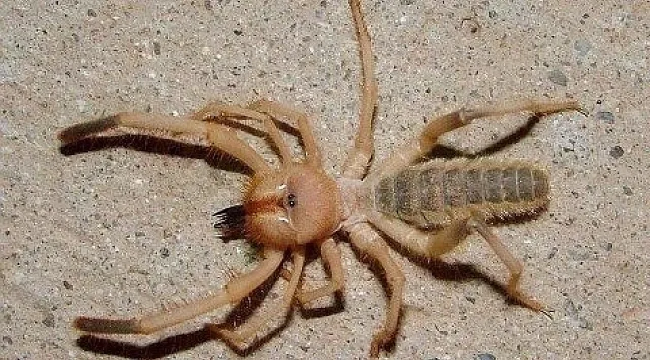 Sarıkız Örümceği ısırırsa öldürür mü, zehirli mi? Belirtileri, tanısı ve tedavisi nasıldır?