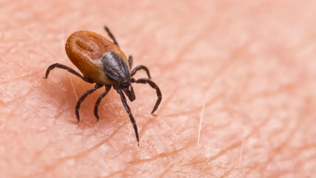 Keneler özellikle onları seçiyor! Bu kan grubuna sahip olanlar dikkat