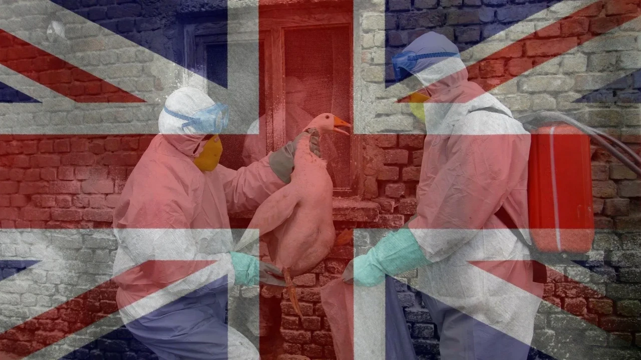 İngiltere’de yeni Kuş Gribi vakası: karantina başladı