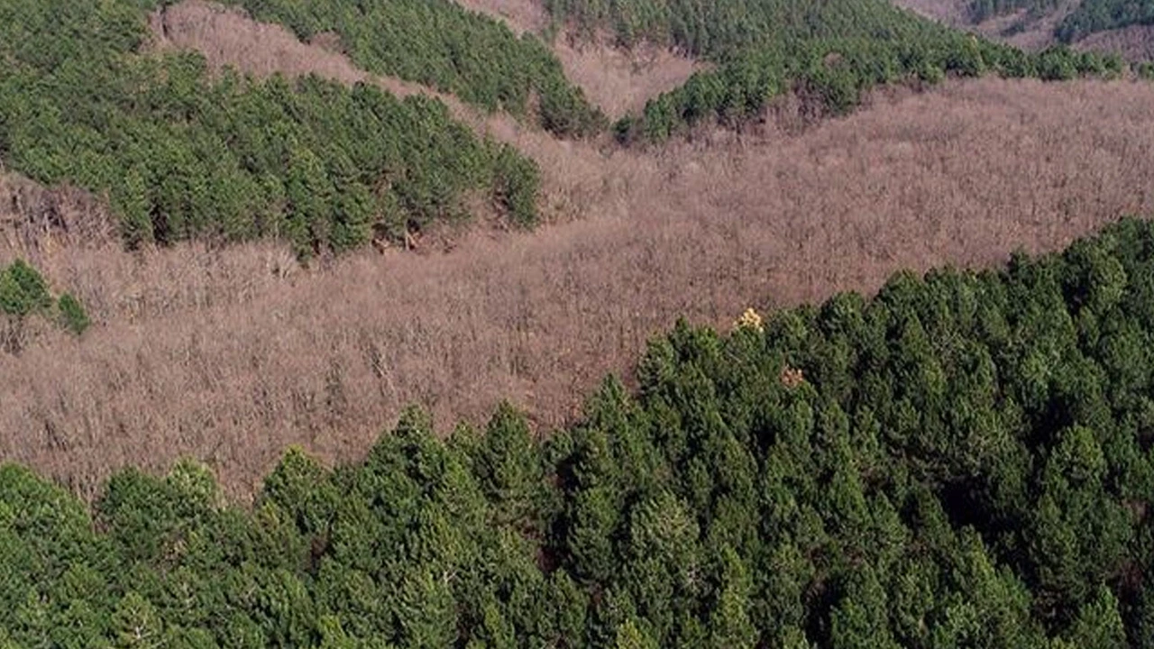 Alanya'da şoke eden olay! Ormanda yürüyenler gördü ekipler harekete geçti