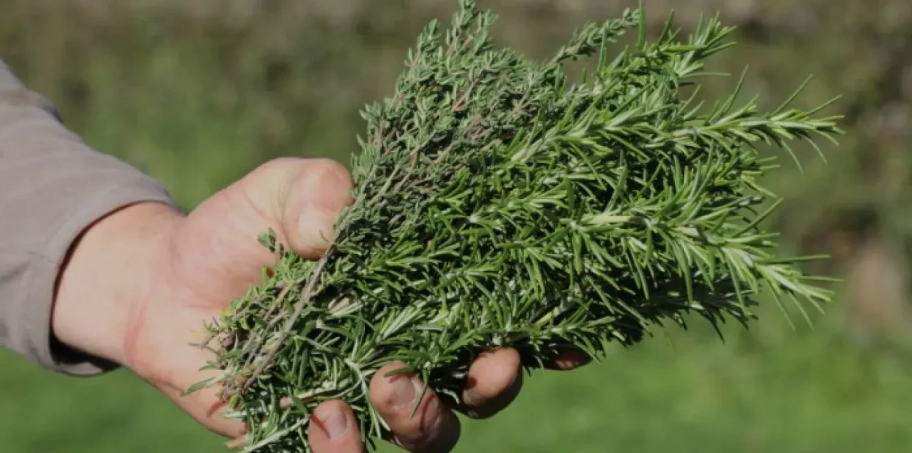 Alzheimer’a karşı şifalı bitki umudu