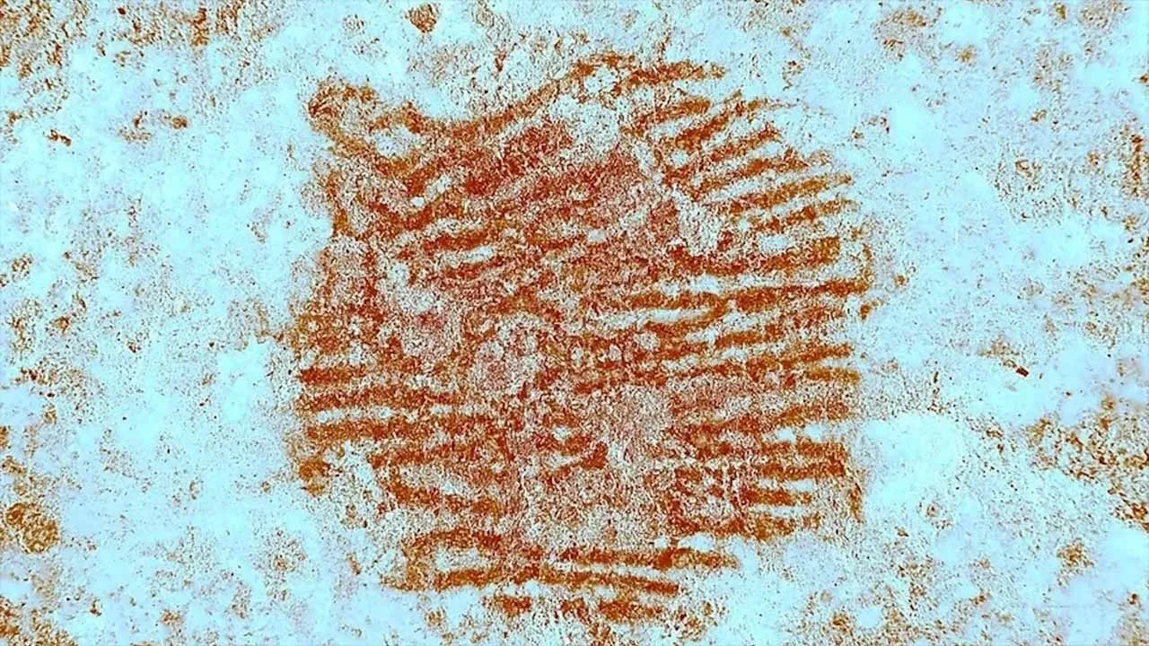 Neandertal sanatının ilk imzası mı? Geçmişten gelen bir parmak ucu