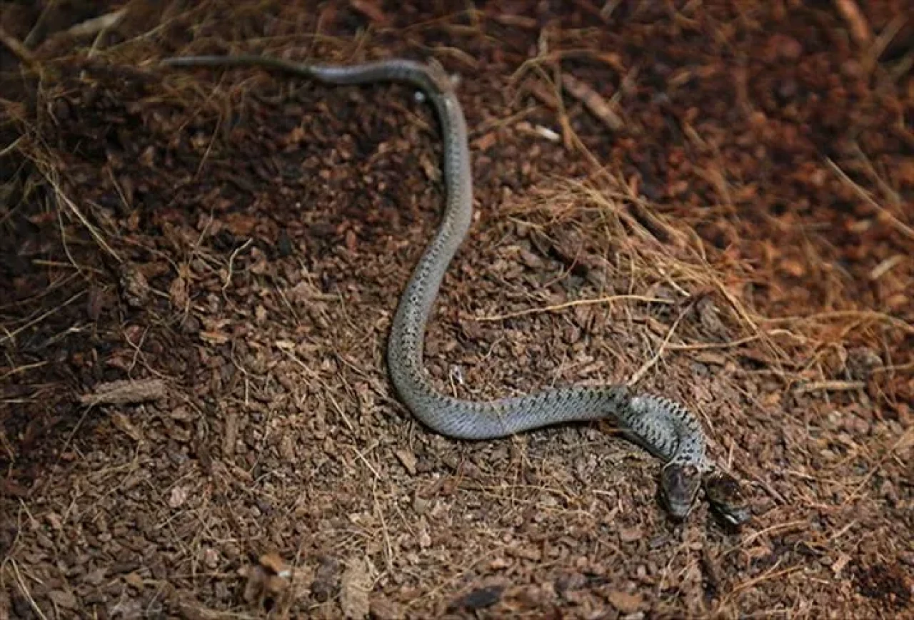 Türkiye’de hangi yılanlar yaşıyor, hangileri zehirli? Zehirli yılan nasıl anlaşılır?