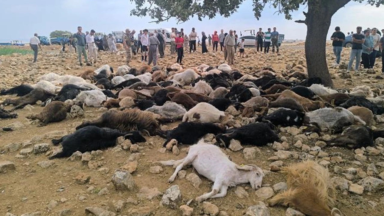 Şırnak'ta Korkunç Doğa Olayı: 95 Hayvan Telef Oldu!