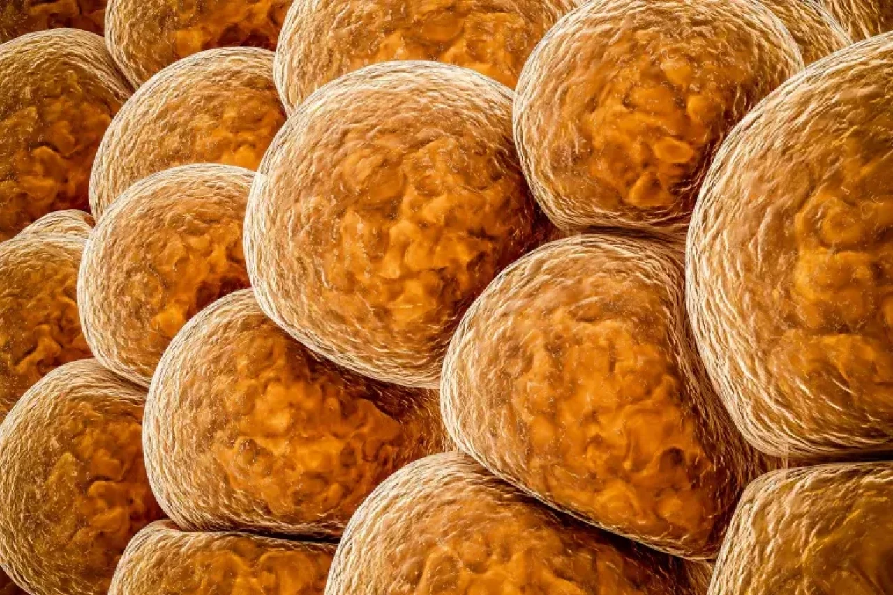 Obezite ve Kardiyovasküler Hastalıkların tedavisini iyileştirebilecek bir proteinin keşfi