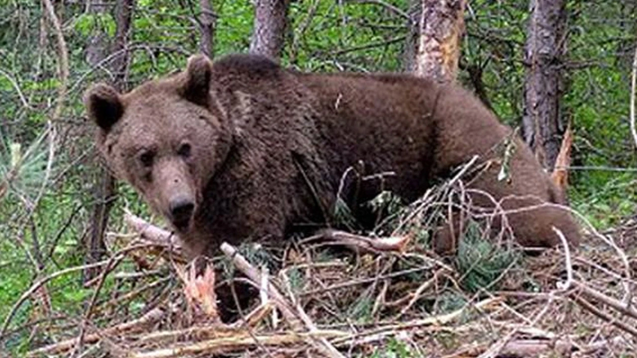 Merada Kan Donduran Anlar: Ayının Saldırdığı 22 Yaşındaki Genç Hayatını Kaybetti