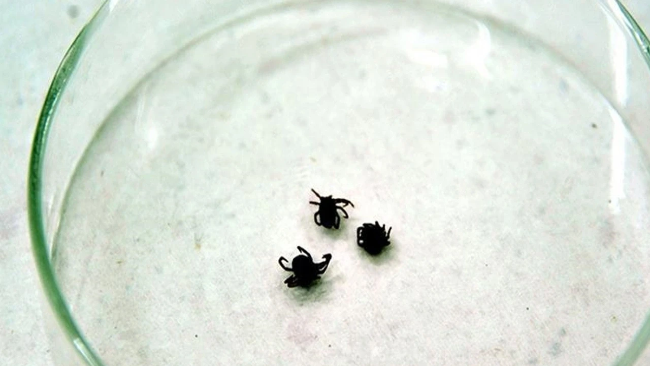 Düğün Hayali Yarım Kaldı: KKKA Şüphesiyle Tedavi Gören Genç Çiftçi Vefat Etti